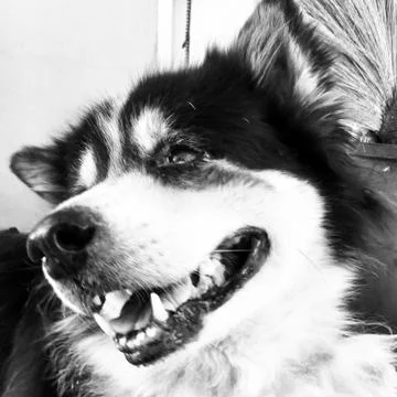 The old dog Stock Photos
