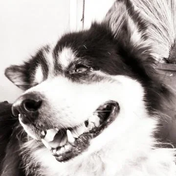 The old dog Stock Photos