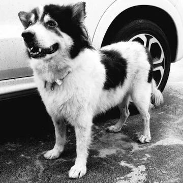 The old dog Stock Photos