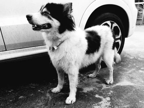 The old dog Stock Photos