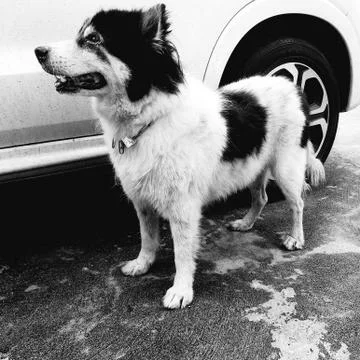 The old dog Stock Photos