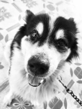 The old dog Stock Photos