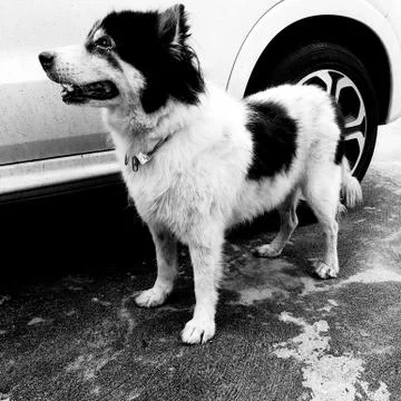 The old dog Stock Photos