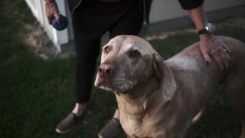An old Dog Foto stock