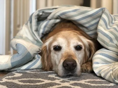 Old Dog Stock Photos