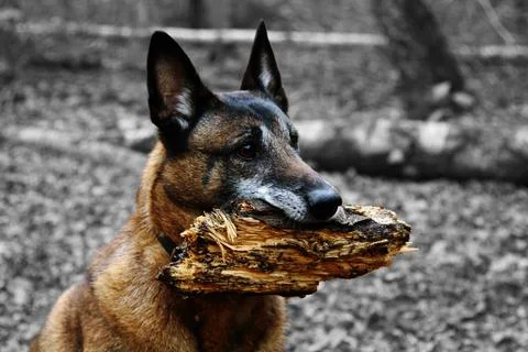 Old dog pose Stock Photos