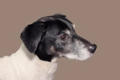Old dog profile Stock Photos
