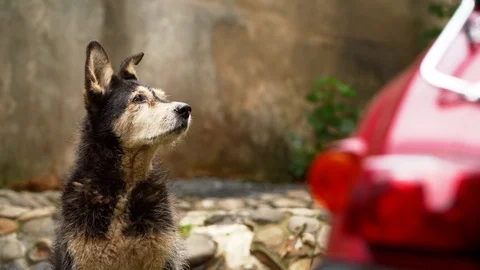 The old dog sits and looks. the background stones and grass. A homeless dog Stock Footage 92382653