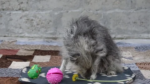 An old dog sits in the yard Stock Footage 75841193