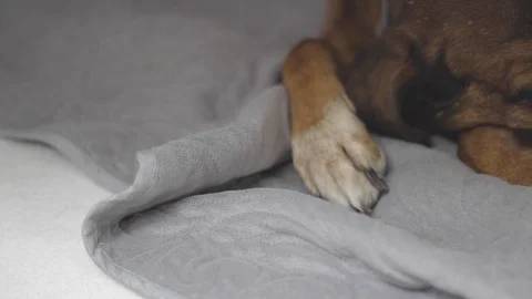 Old dog sleeping on bed Stock Footage 101668112