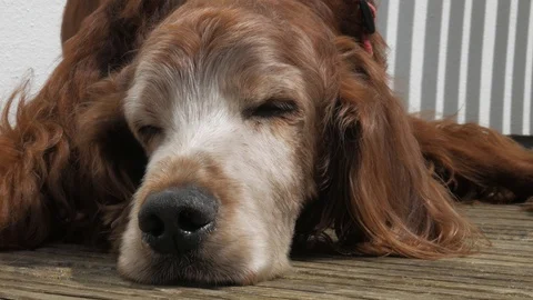 Old dog sleeping in the summer sun. 스톡 동영상 90545342