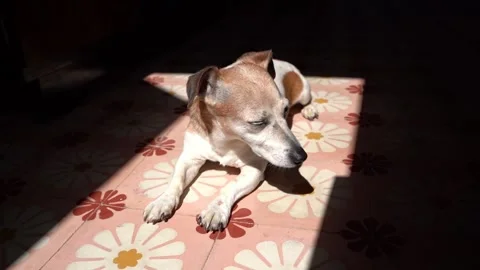 Old dog sun rest sunbathing Vídeo Stock 198363745