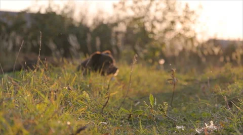 Old dog at sunset Stock Footage 55251244