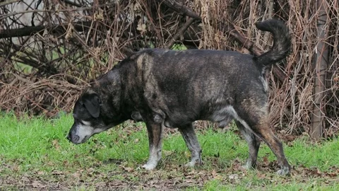 Old dog is walking in the park Stock Footage 320345941