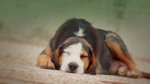 Old dogs Stock Footage 39081203