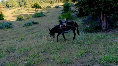 Old donkey is grazing in field Stock Footage 158583560