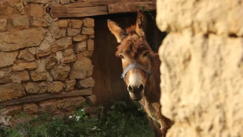 Old donkey peaking behind stone house wall Stock Footage 89670000