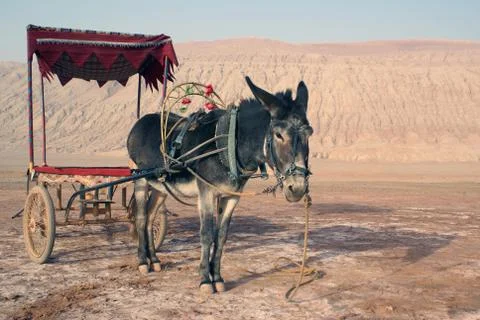 Old donkey Stock Photos