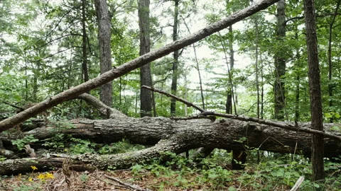 Old downed tree and young broken tree Video stock 138202376