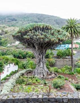 Old Drago Tree - Icod de los Vinos - Tenerife, Canary Islands, Spain Foto stock