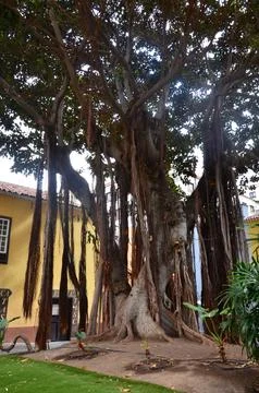 Old Dragon Tree in Icod de los Vinos town on Tenerife, Canary Islands, Spain. Stock Photos