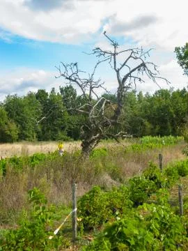 Old dried apple tree in a vineyard in the Loire, France Stock Photos