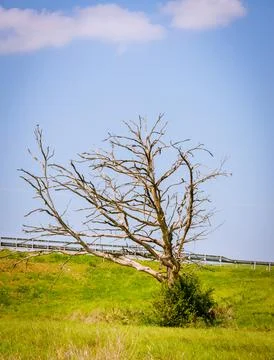 The old dried-up big tree Stock Photos