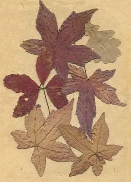 Old dried fall leaves Stock Photos