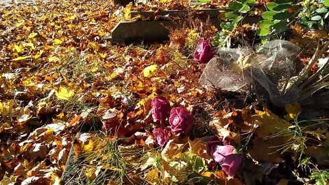 Old dried flowers on the grave at catholic cemetery Stock Footage 81216343