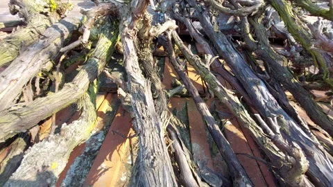 Old Dried Grapevine Branches Piled on a Tiled Roof Stock Footage 333643983