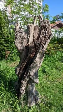 An old dried olive tree without branches and tops in a park in Lisbon Stock Photos
