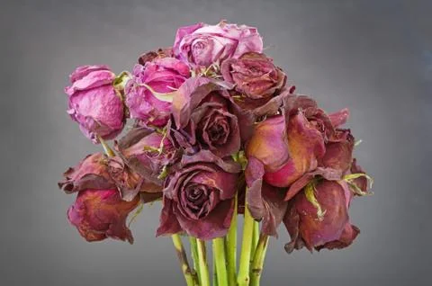 Old Dried Roses Stock Photos