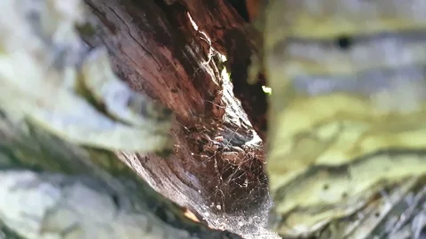 Old dried tree. Sawed dry in the close-up Stock Footage 112873978