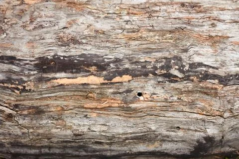 Old dried weathered logs Foto stock
