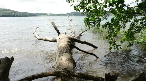 Old drift wood tree in water at Laach Lake Stockbeeldmateriaal 40484428