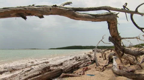 Old driftwood tree Stock Footage 95104