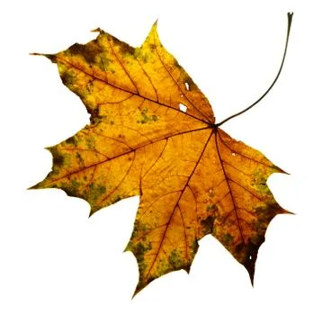 Old dry autumn maple leaf yellow green isolated on white background Stockfoto's