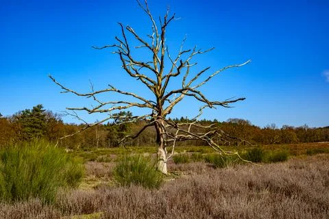 Old, dry, bare tree against blue sky in middle of plain Stock Photos