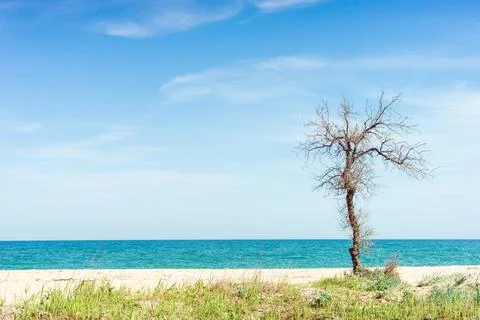 Old dry bare tree grow on the sea beach in summer day Foto stock