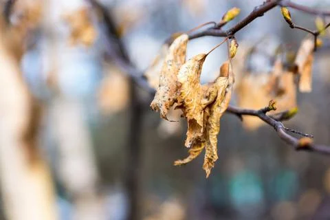 Old dry birch leaf on a tree branch Foto stock