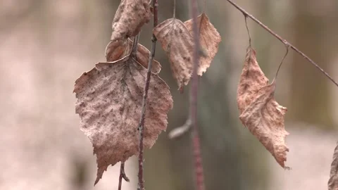 Old dry birch tree leaves on the branches. Video stock 126748112
