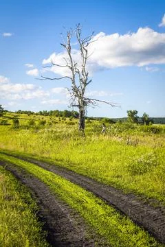 The old dry birch tree Stock Photos