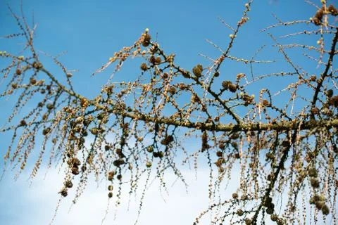 Old dry branches Stock Photos