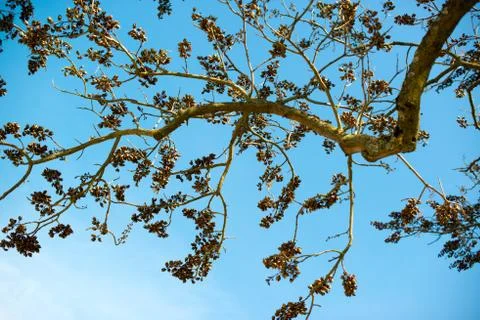 Old dry branches Stock Photos