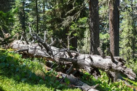 Old dry broken trees lay in coniferous forest. Altai Krai. Stock-Fotos