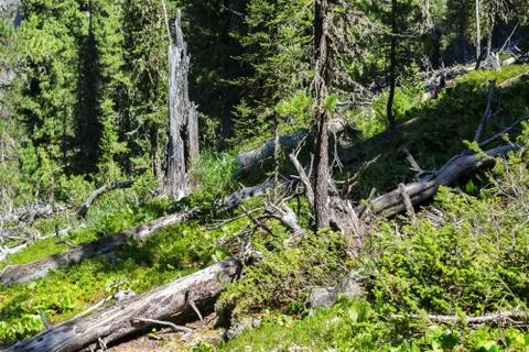 Old dry broken trees lay in coniferous forest. Altai Krai. 스톡 사진
