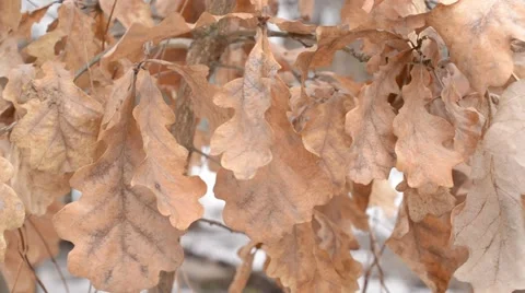 Old dry brown foliage of common English oak tree blown by wind Stock Footage 55336029