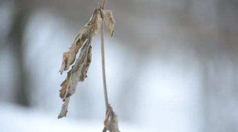 Old dry brown nettle leaf stirred by wind in winter Stock Footage 46984089