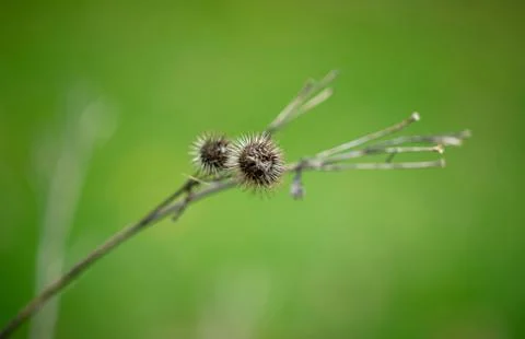 Old dry burdock Stock Photos