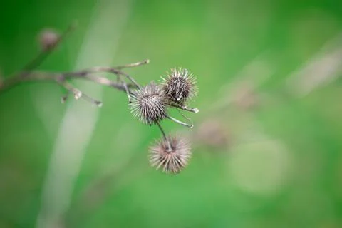 Old dry burdock. Stock Photos